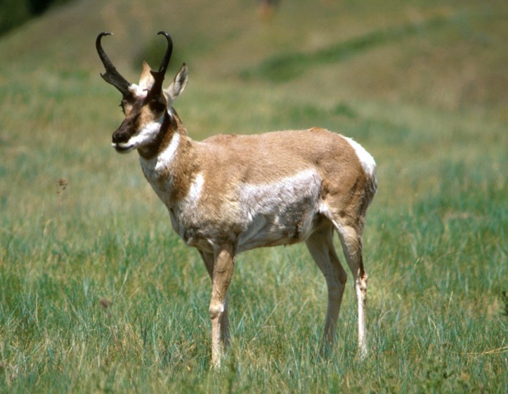 Pronghorn_Antelope_USFWS